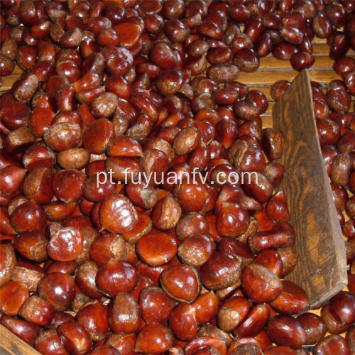 Preço de atacado castanha fresca com boa qualidade